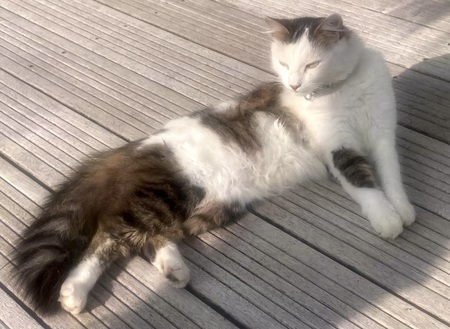 Adopter Praline