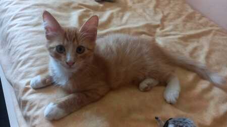 Adopter Biscotte