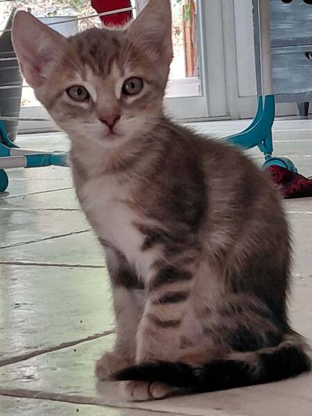 Adopter Benten