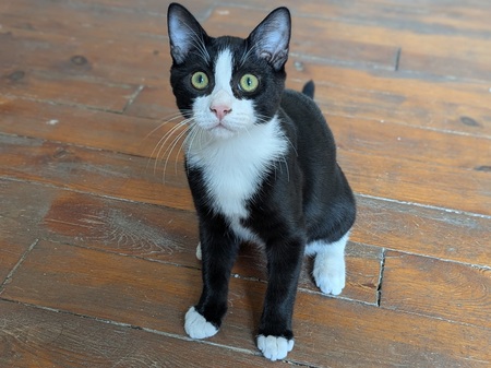 Adopter Bebel