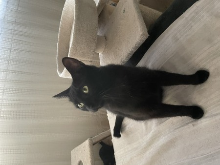 Adopter BELLA