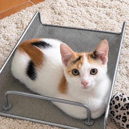 Adopter Isis