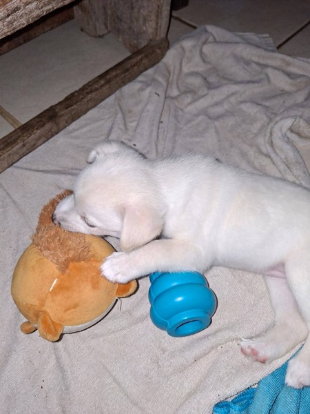 Adopter Angel