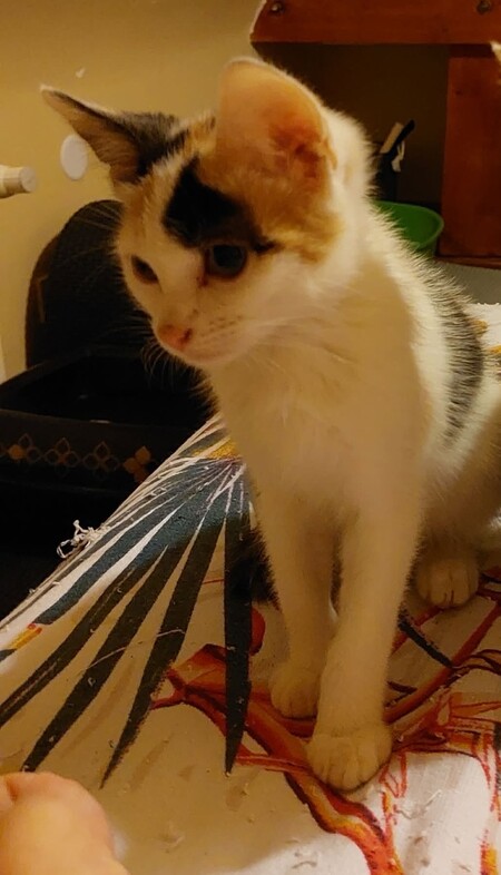 Adopter Brindille