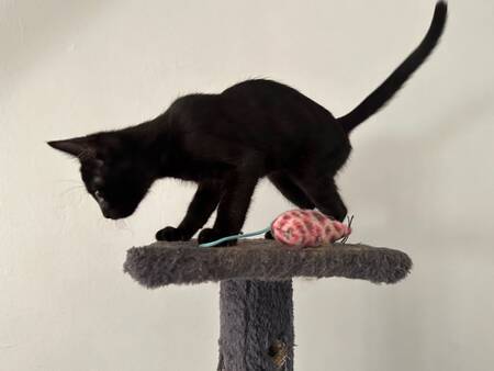 Adopter Automne