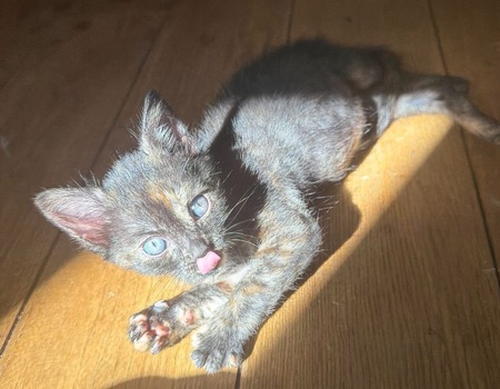 Adopter Bonnemine 