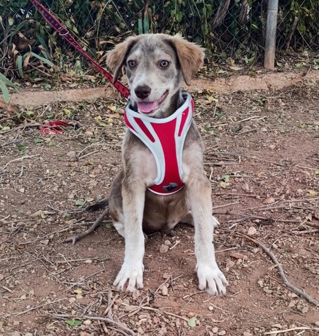 Adopter Emily