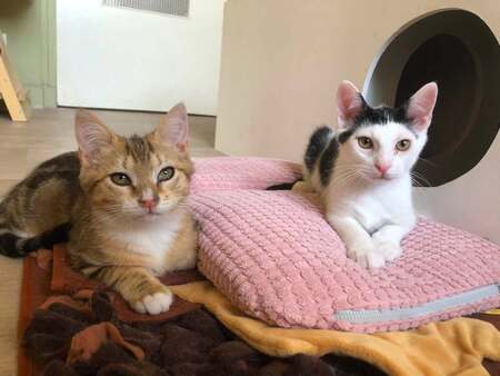Adopter Hubble