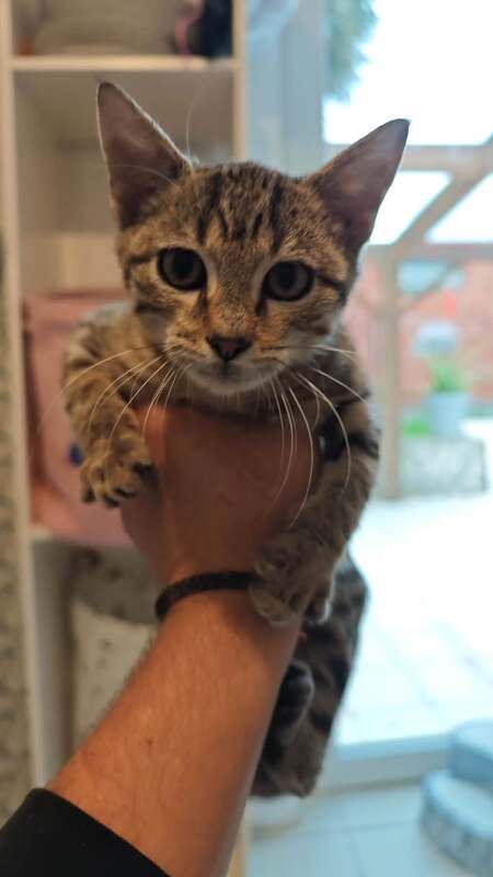 Adopter Framboise