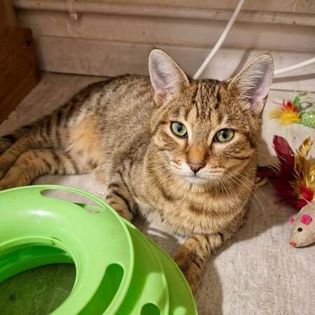 Adopter Bart et Mikado