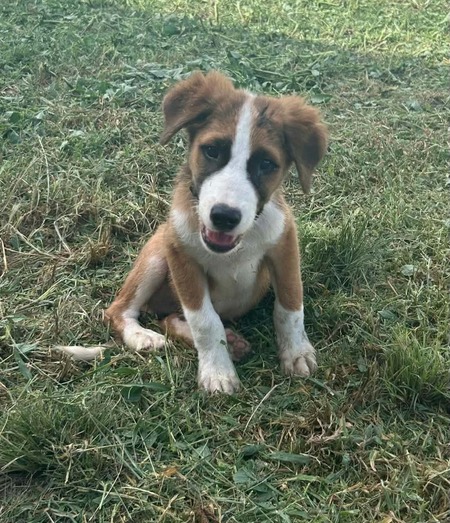 Adopter Romeo