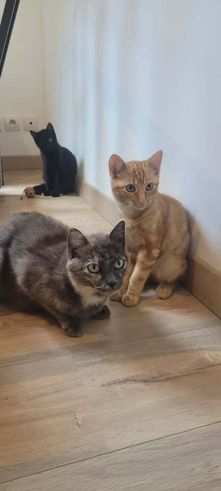 Adopter Satie