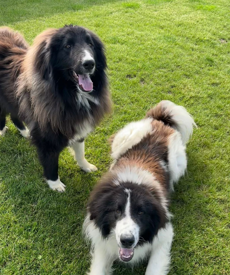 Adopter Shaggy