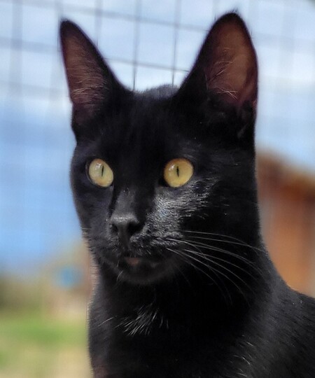 Adopter Arte