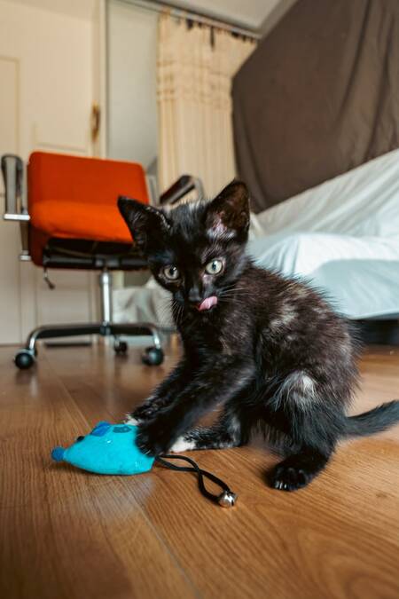 Adopter HENRIETTE