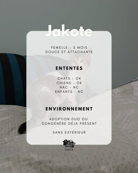 Adopter Jakote