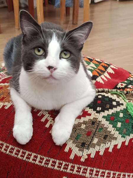 Adopter Truffe