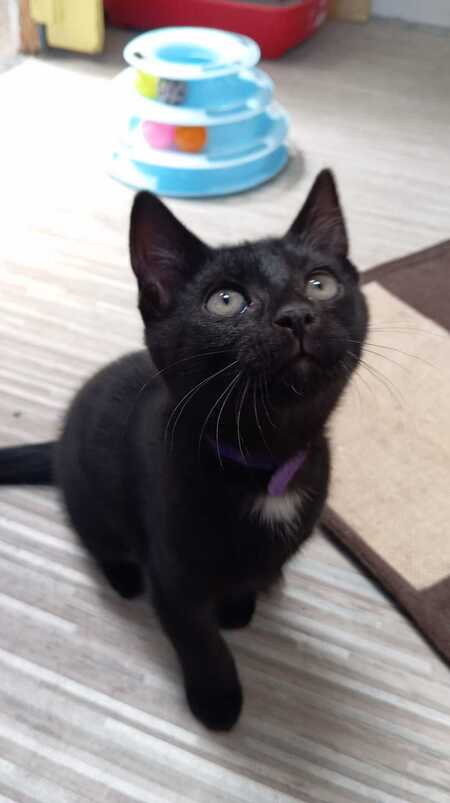 Adopter BABETH