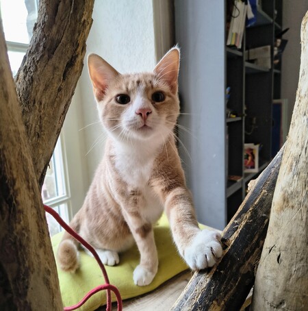 Adopter Caramel