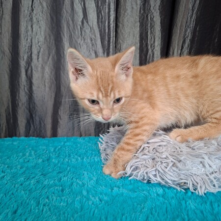 Adopter Bebop