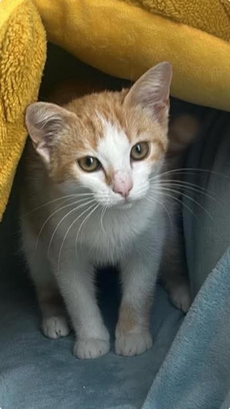Adopter Bella