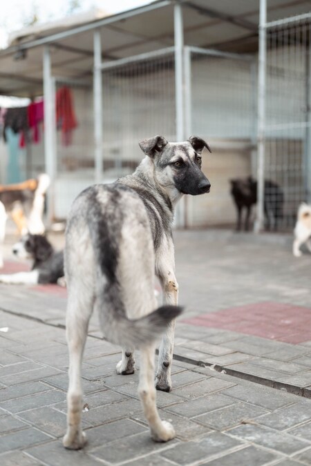 Adopter Zazie