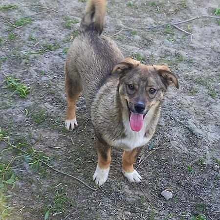 Adopter Ernesto