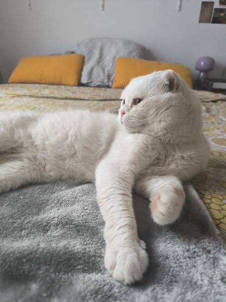 Adopter Nestor