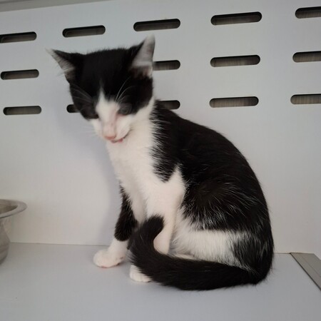 Adopter Bagdad