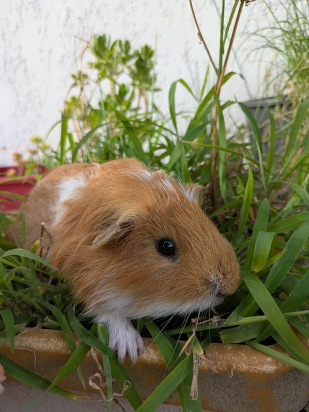 Adopter Dos