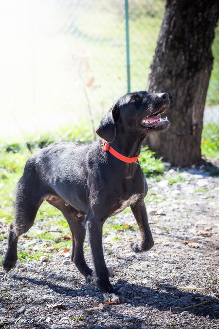Adopter Nova