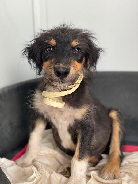 Adopter Levante 