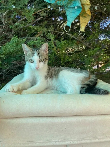 Adopter Jimmy