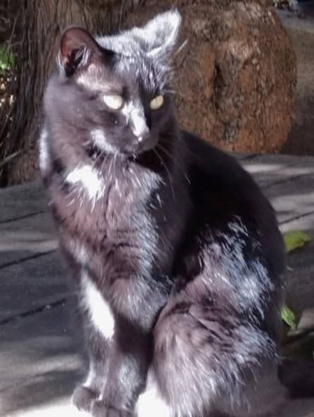 Adopter Caline