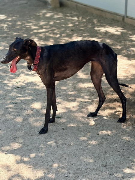 Adopter EIRA