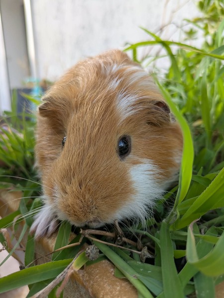 Adopter Dos