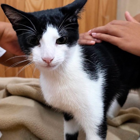 Adopter Hector