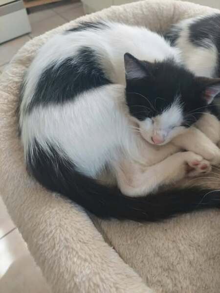 Adopter Byron
