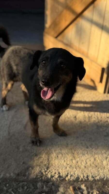 Adopter Pickle