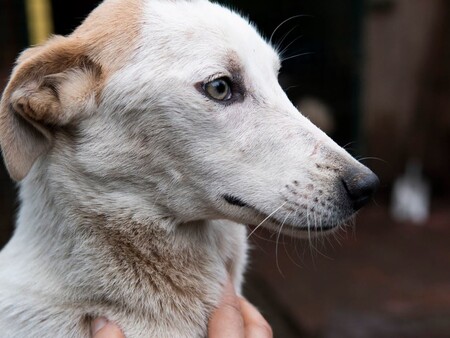 Adopter Félie