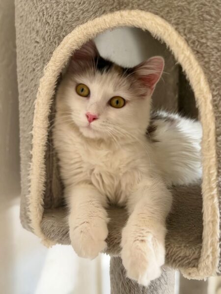 Adopter Stella