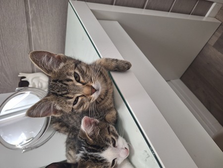 Adopter CHATONS