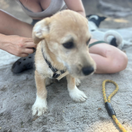 Adopter KINOU