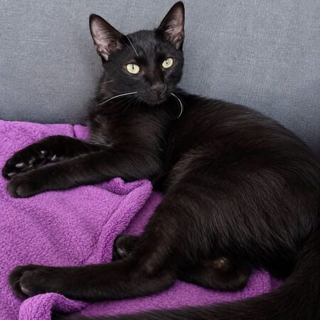 Adopter Berzing 