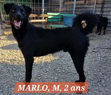 Adopter MARLO
