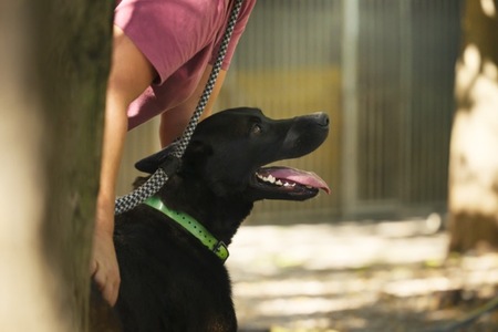 Adopter Scott