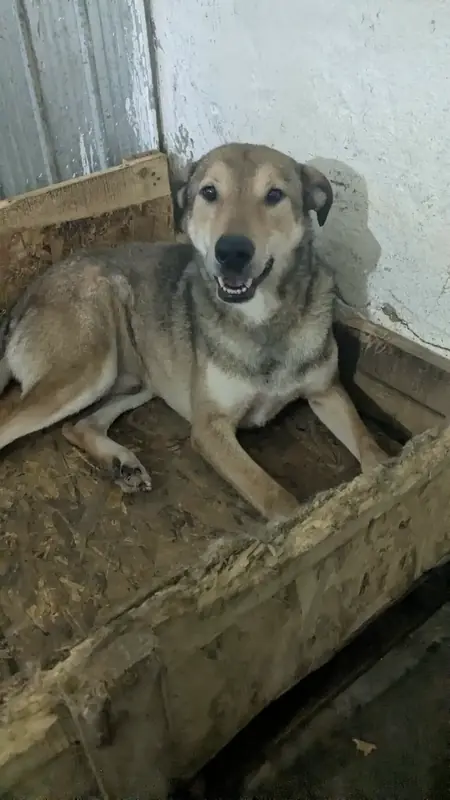Adopter Toupy