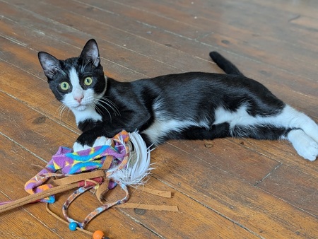 Adopter Bebel