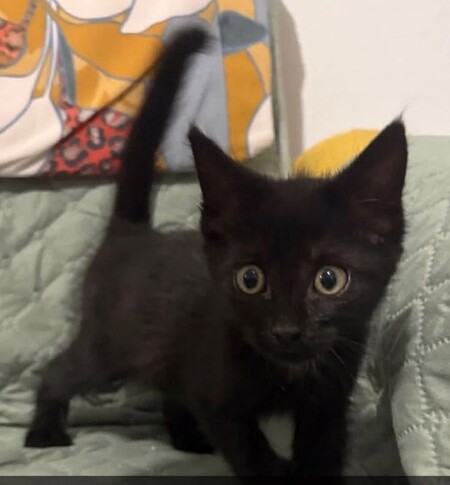 Adopter Baloo