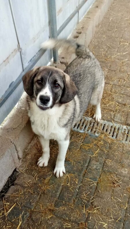 Adopter Hanoi